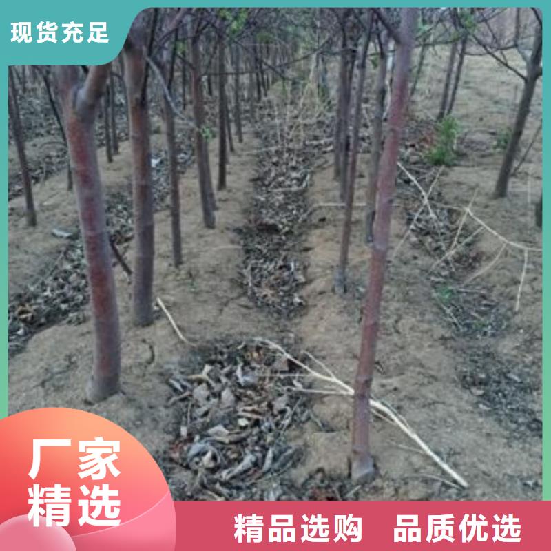 苹果苗,板栗苗应用广泛