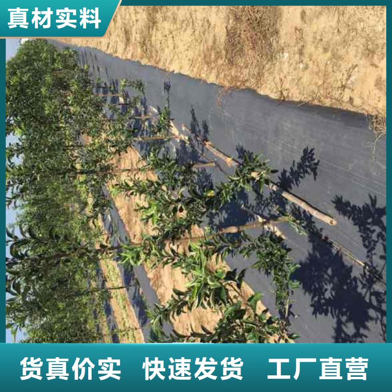 苹果苗桃树苗生产型