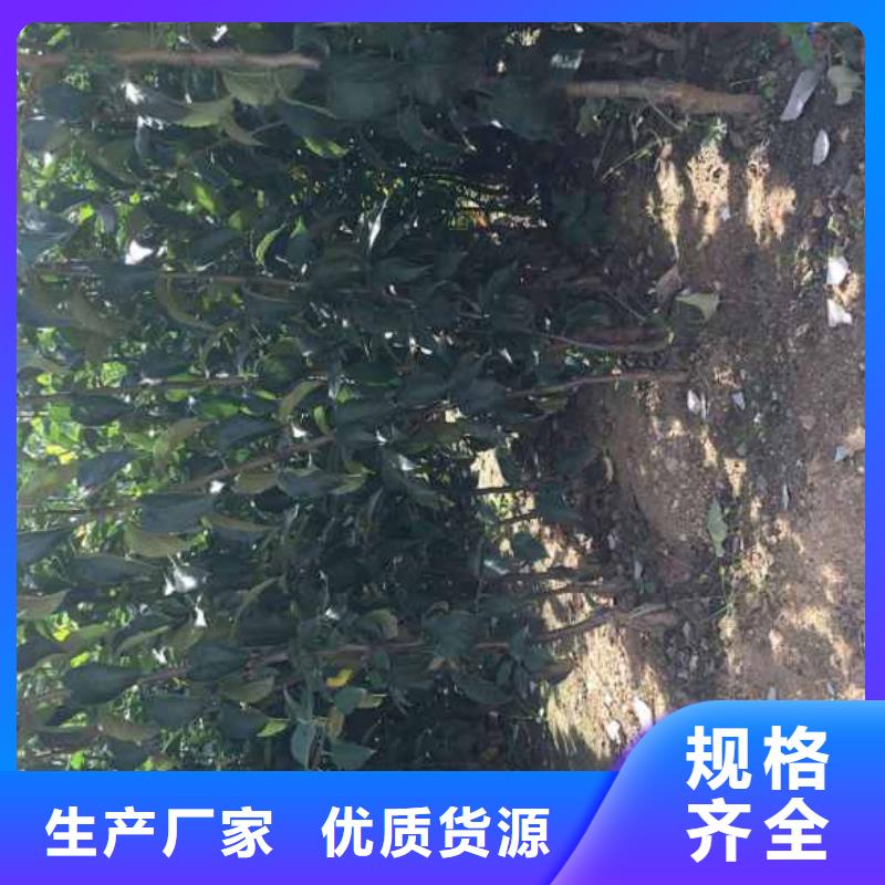 苹果苗,板栗苗应用广泛