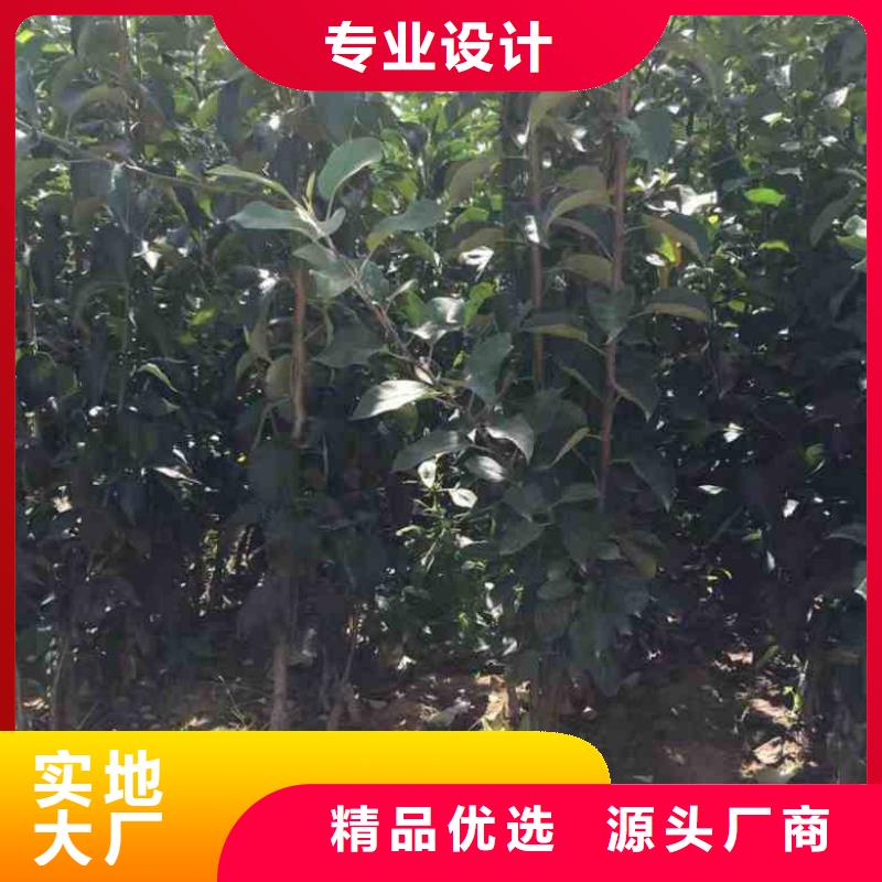 苹果苗,板栗苗应用广泛