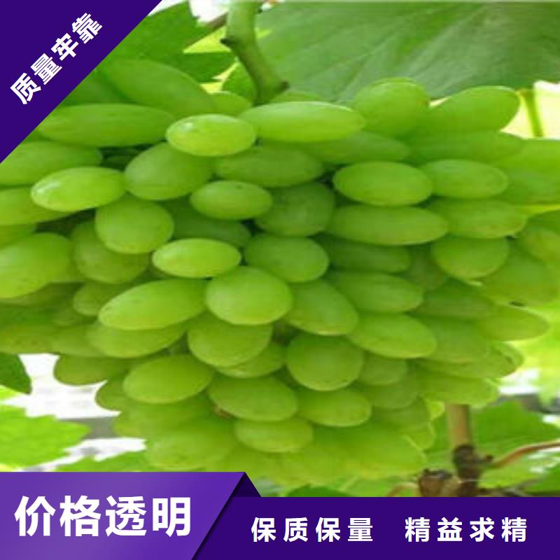 葡萄苗蓝莓苗量少也做