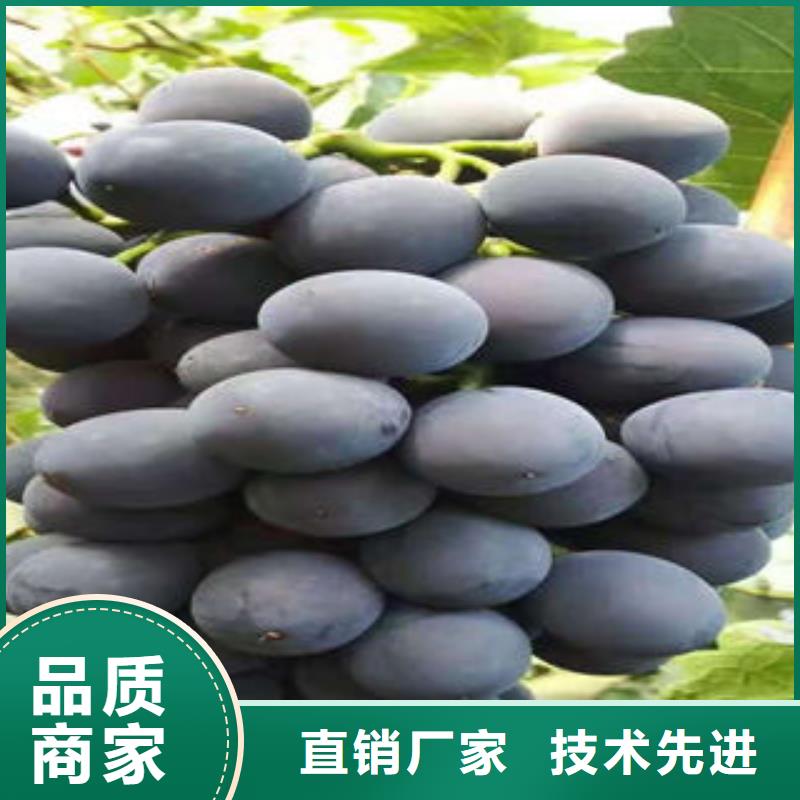 葡萄苗梨树苗精益求精