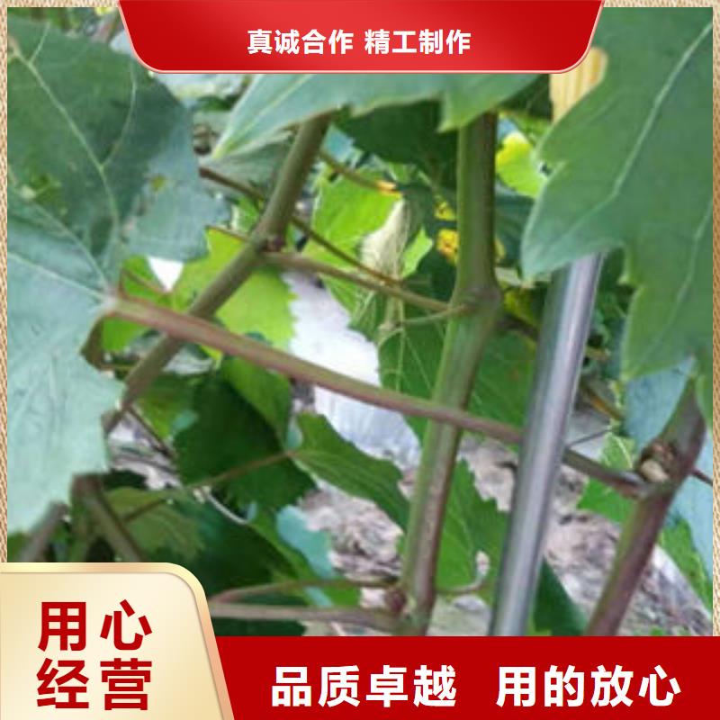 葡萄苗桃树苗现货直供