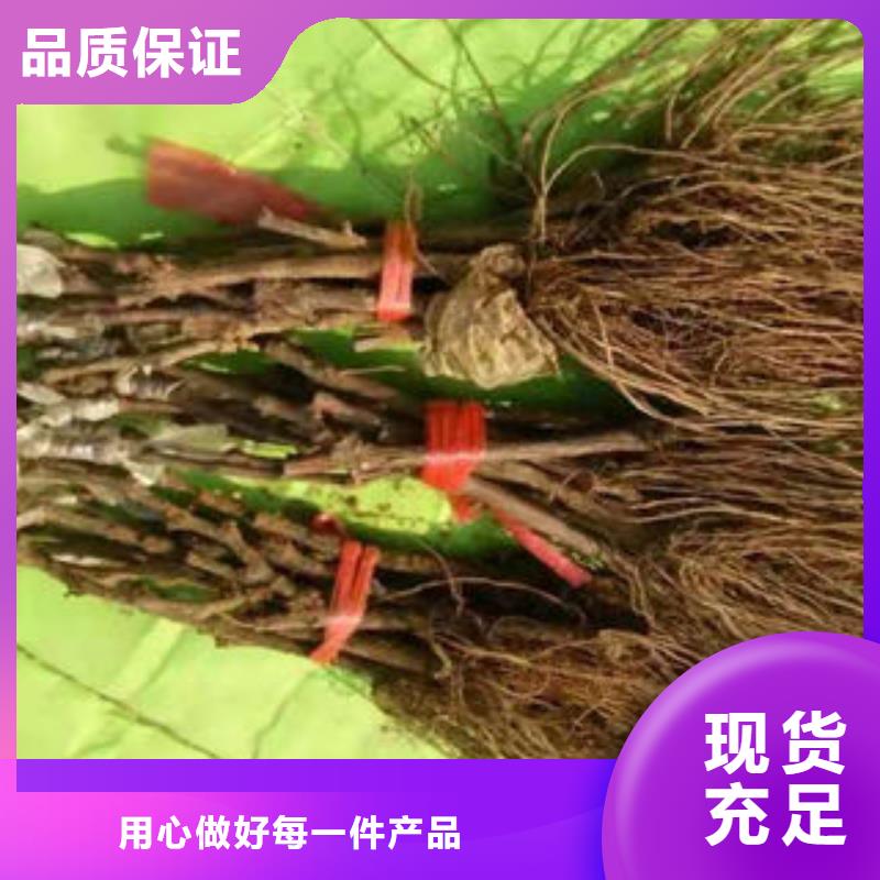 【葡萄苗】山楂苗一手货源