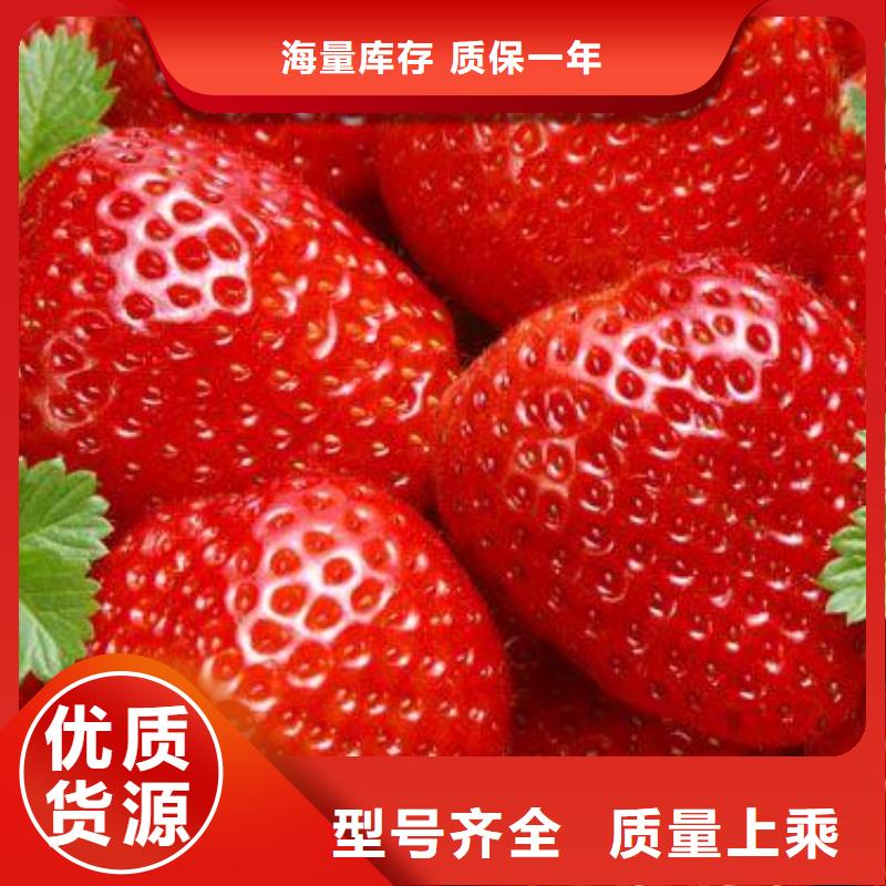 草莓苗,桃树苗优选厂家