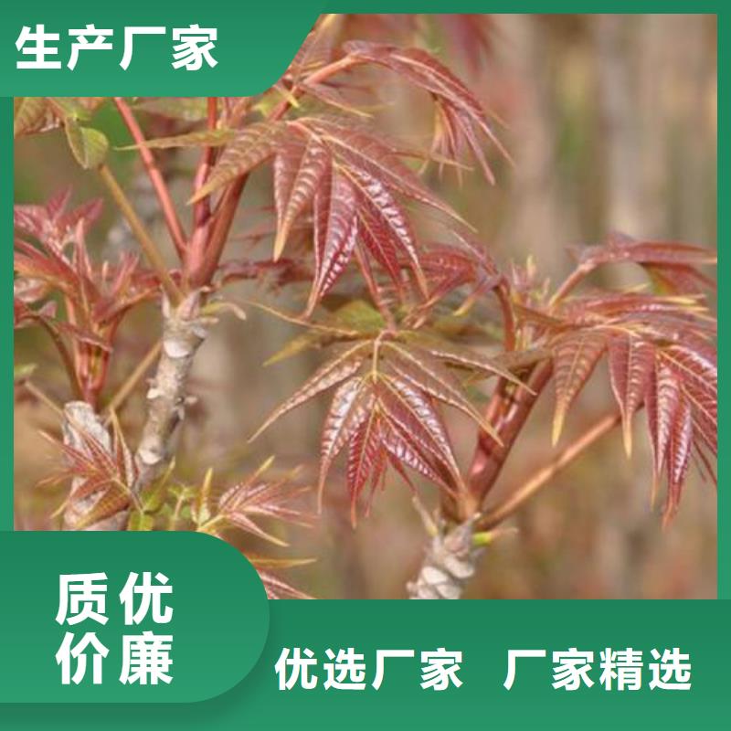 香椿苗花椒苗保障产品质量