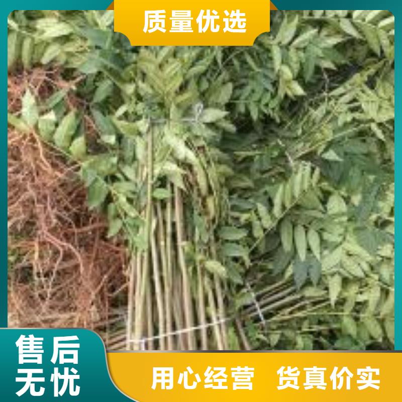 香椿苗_蓝莓苗货品齐全