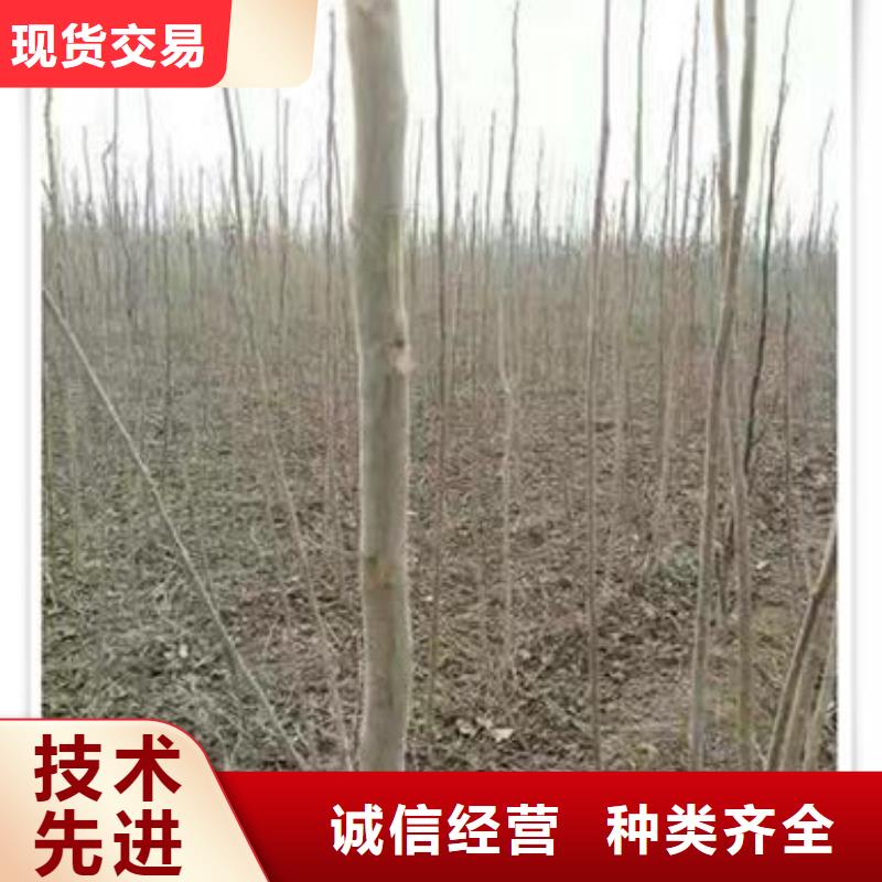 香椿苗苹果苗专业生产品质保证