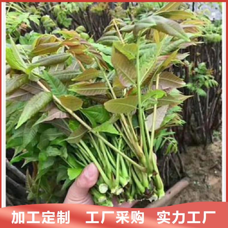 香椿苗蓝莓苗快速发货