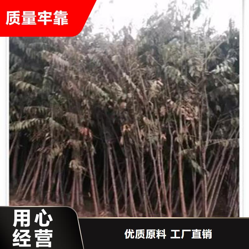 香椿苗蓝莓苗支持加工定制