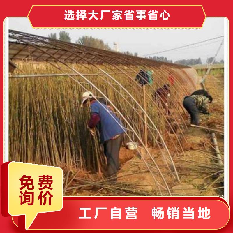 香椿苗梨树苗定制不额外收费