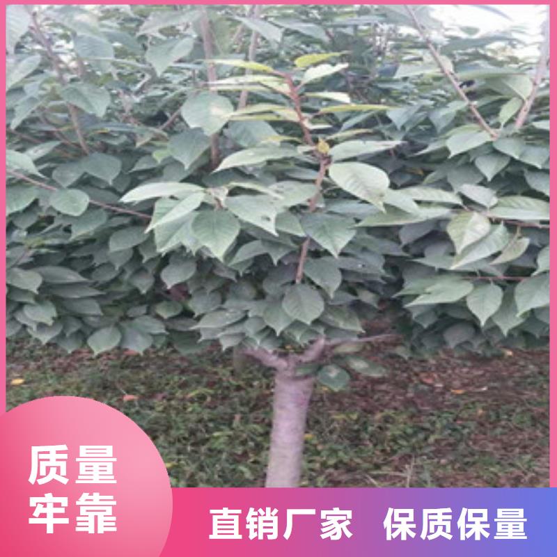 樱花-绿化树绿化工程应用范围广泛