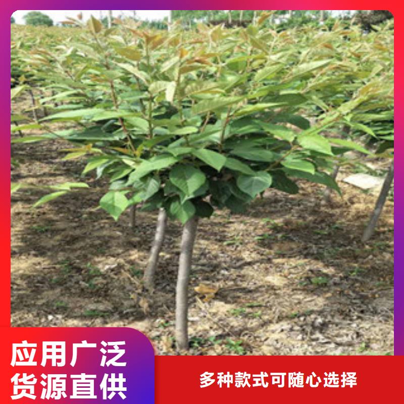 樱花占地果树诚信厂家