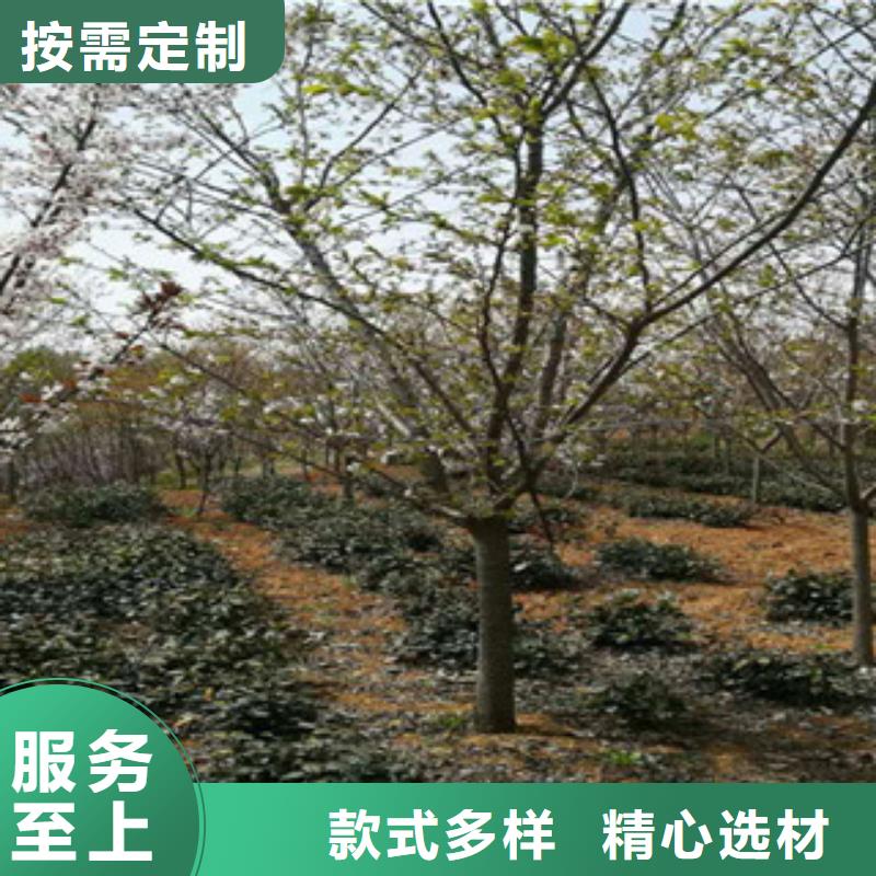 【樱花】,泰山景松造型景松定制销售售后为一体