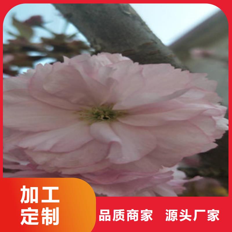 樱花蓝莓苗产地批发