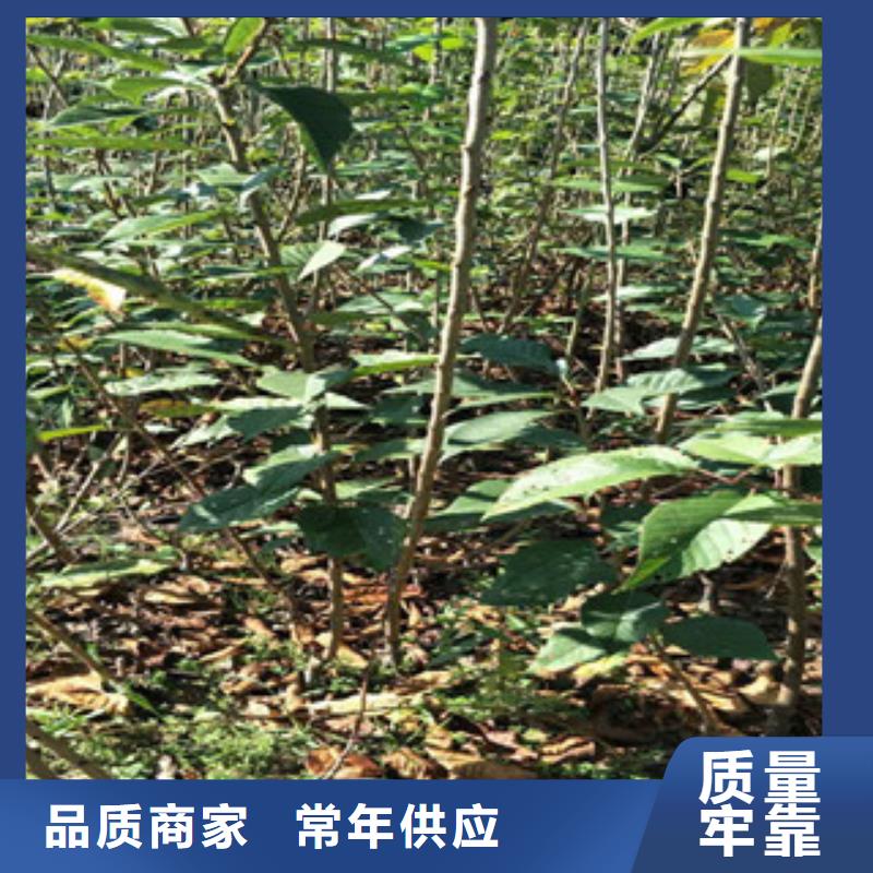 樱花钙果苗现货实拍