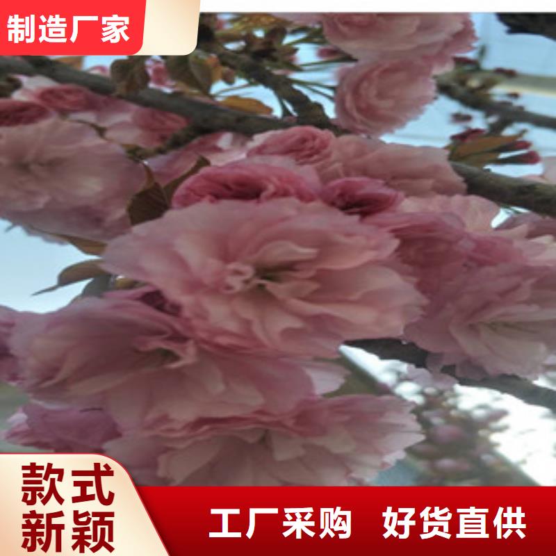 【樱花钙果苗快速发货】