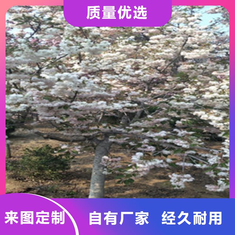 樱花-蓝莓苗厂家直接面向客户