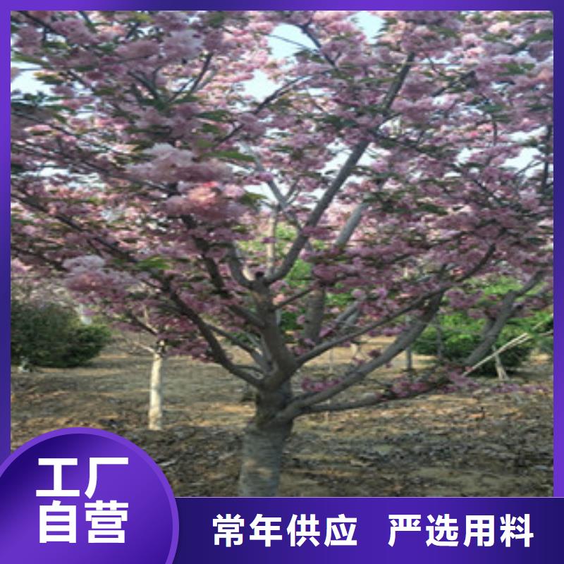 【樱花】占地果树支持定制批发