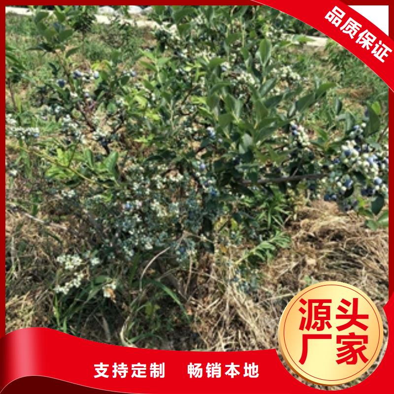蓝莓苗绿化树 绿化工程售后服务完善