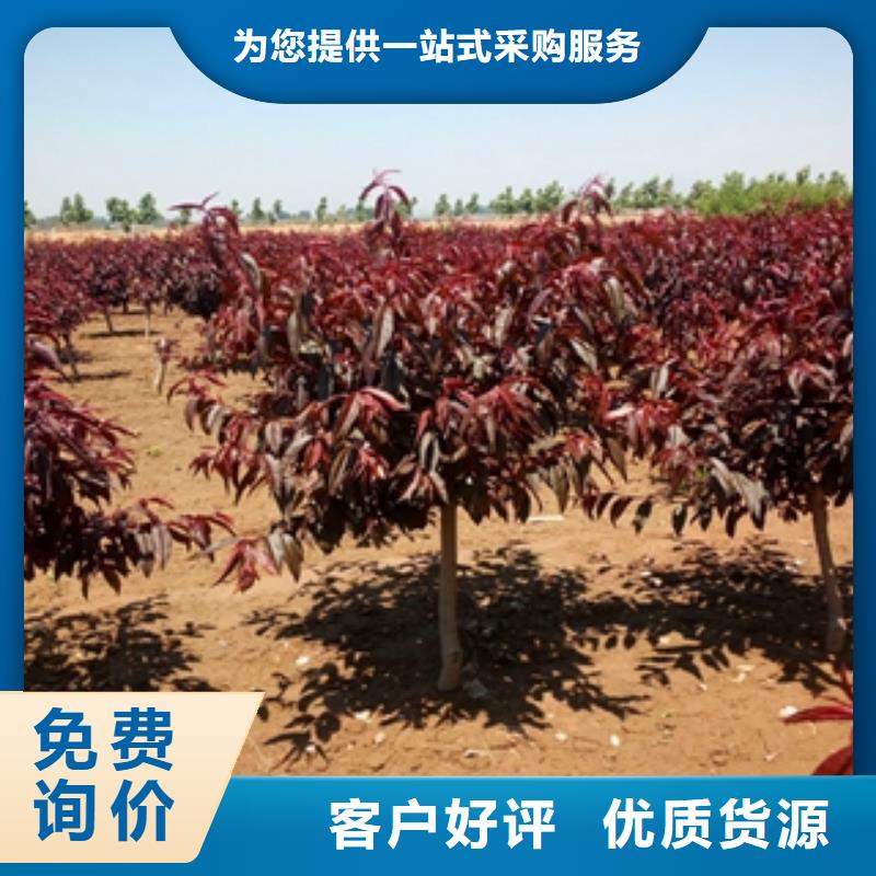 桃树钙果苗放心购