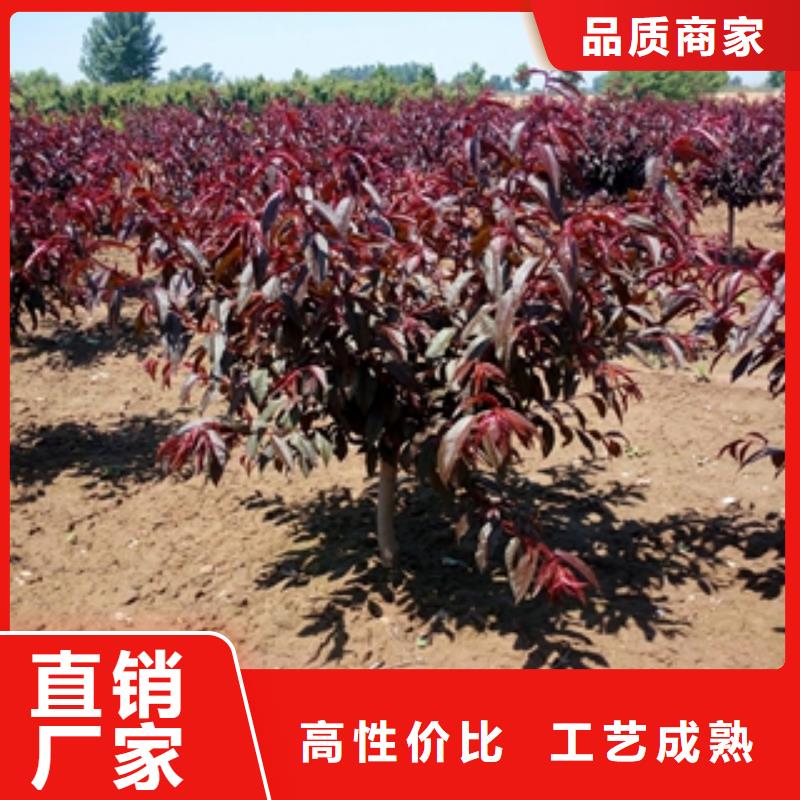 【桃树,占地果树厂家】