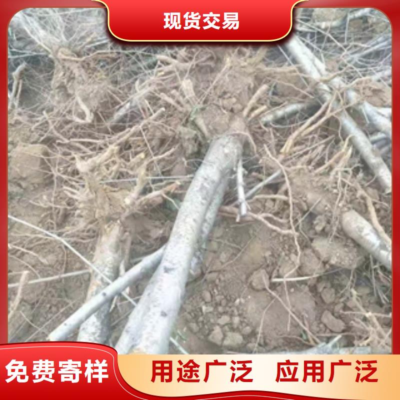 桃树钙果苗放心购