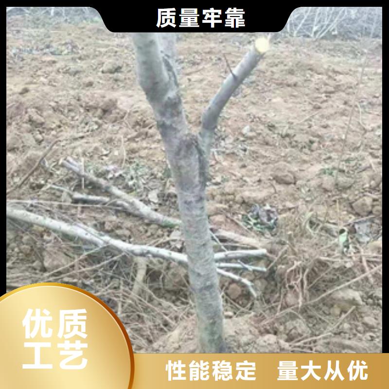 桃树_钙果苗厂家直营