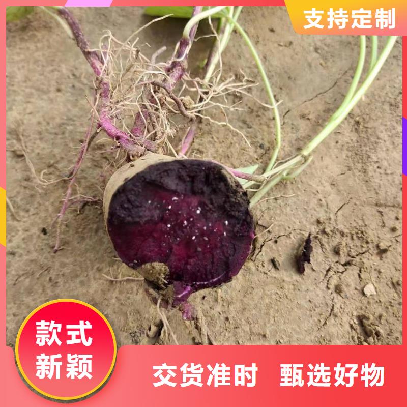 济黑2号紫薯苗大量苗子供应