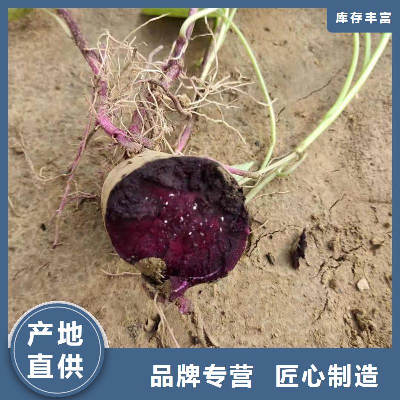 儋州市麦茬济黑2号苗种植时间