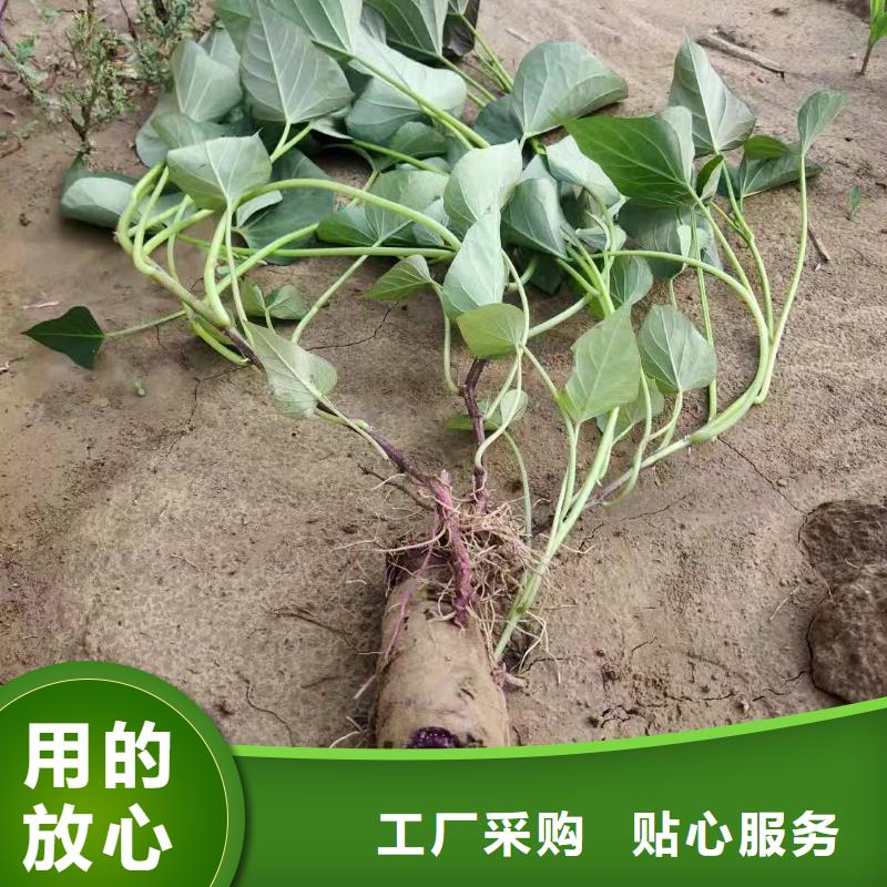 绫紫薯苗繁育种植基地