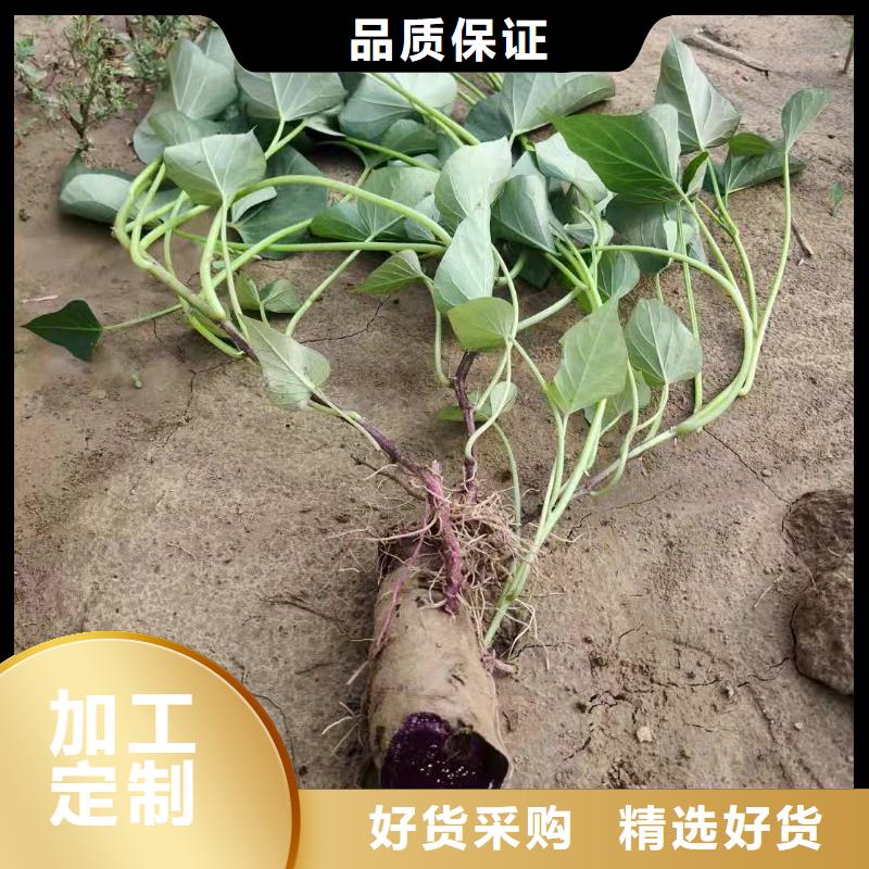 脱毒紫薯苗（济黑品种）客户群遍布全国