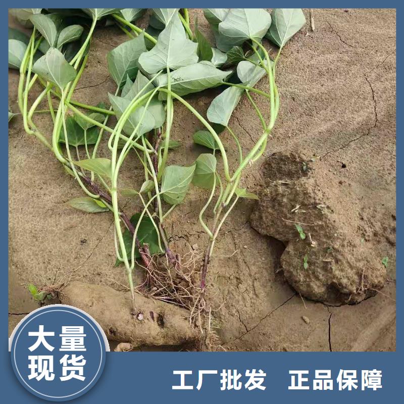 高产红薯苗（普薯32号)可以吃吗