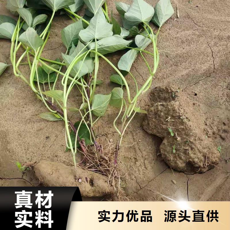 红甘薯苗（高剪苗）货源充足