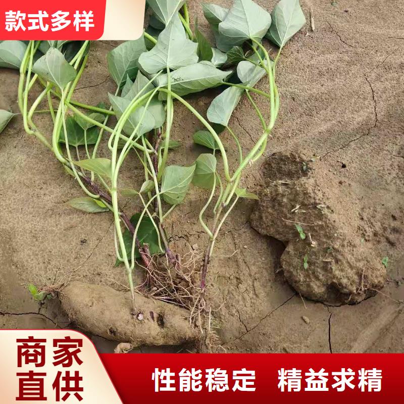 济黑2号地瓜苗（紫薯苗）种植