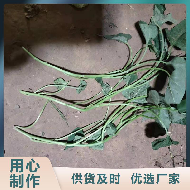 济黑2号地瓜苗(紫薯苗)供应商