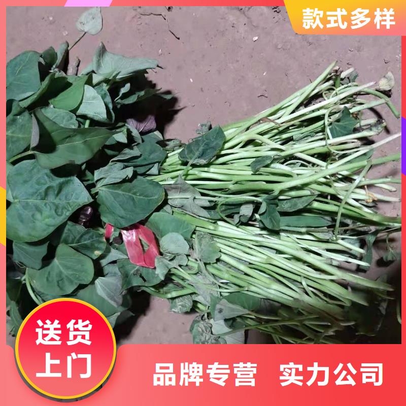 麦茬苗普薯32号（红薯苗）品种多样