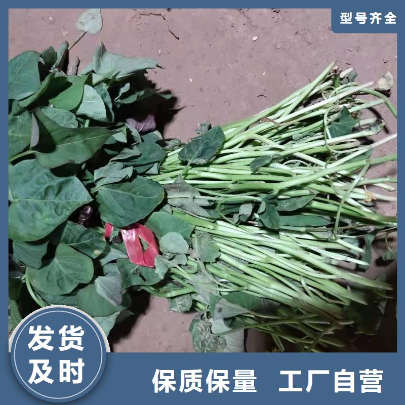 紫薯苗价格优惠