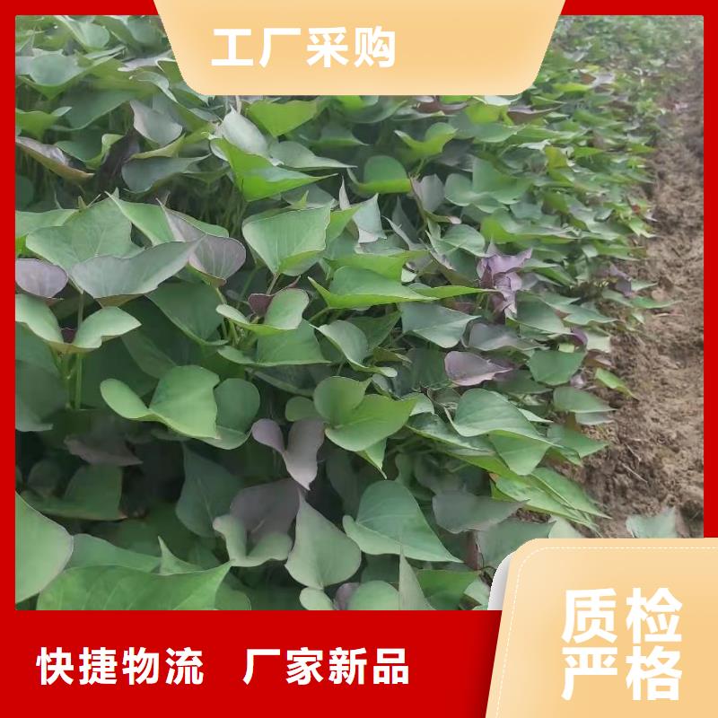 麦茬济黑2号苗什么时候种