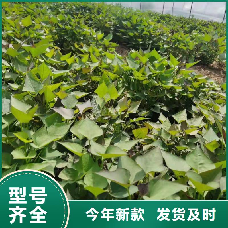 麦茬苗普薯32号（红薯苗）品种多样