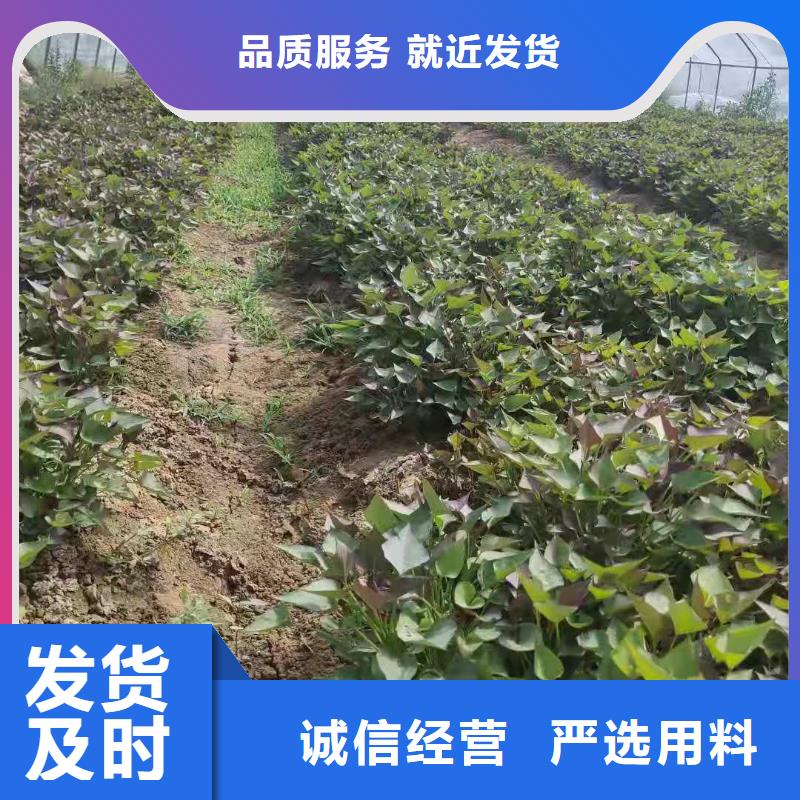 麦茬济黑2号苗价格