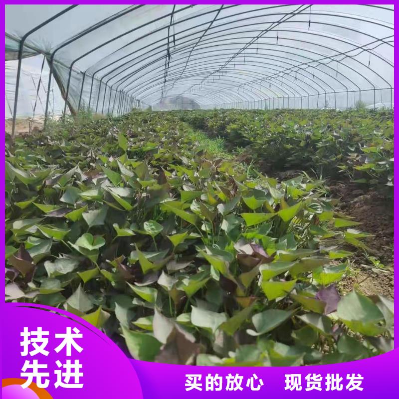 麦茬济黑2号苗价格