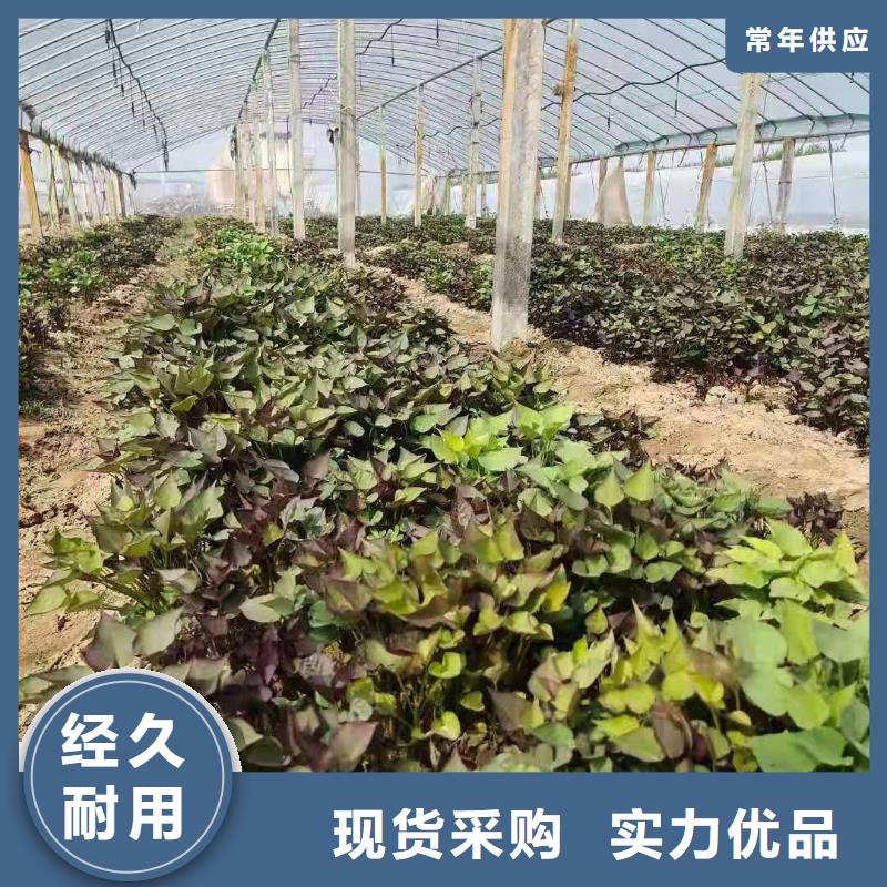 高剪红薯苗供应价格