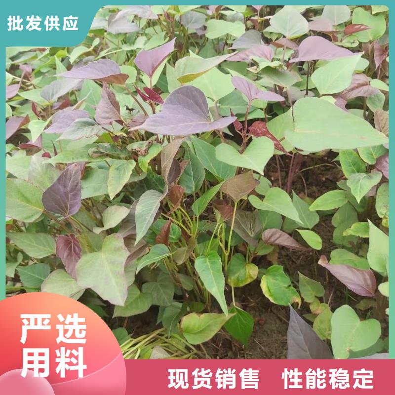 脱毒紫薯苗（济黑品种）适合种植的地方