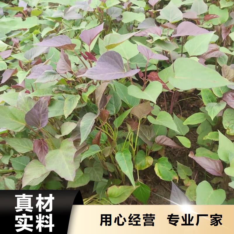 鲜食型紫薯苗种植基地