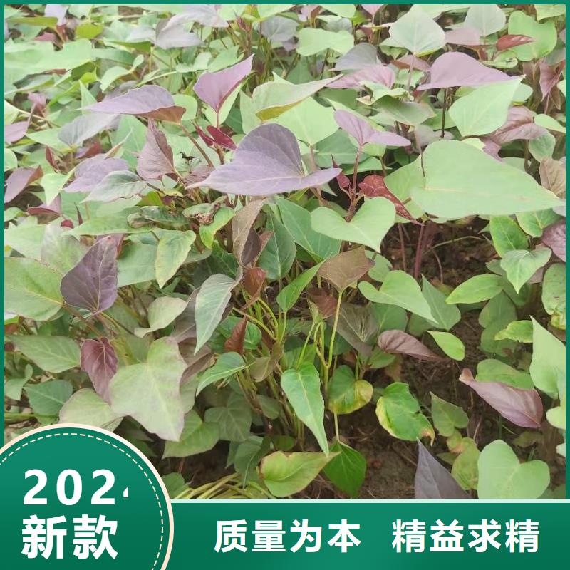 紫薯苗南瓜粉选择我们没错