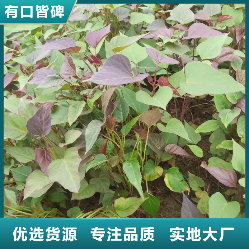 麦茬济黑2号苗批发供应商