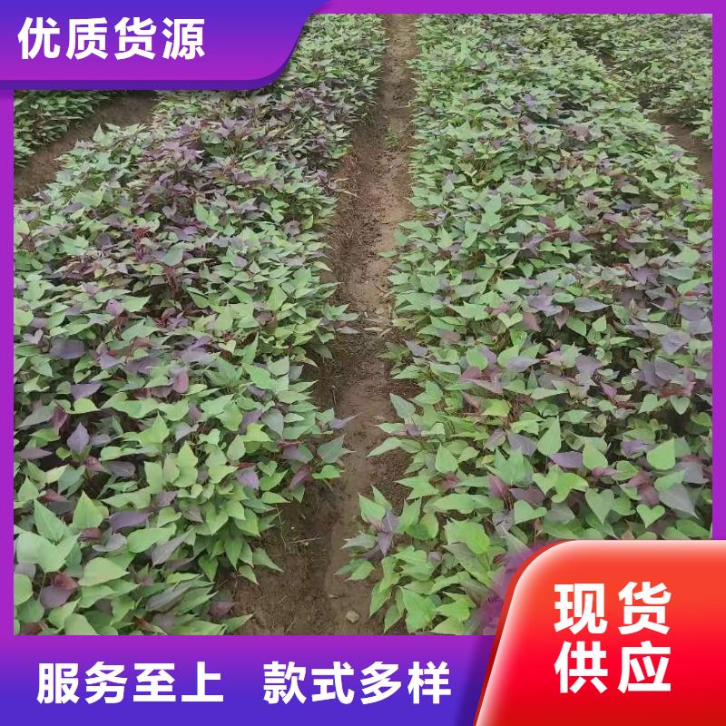 脱毒紫薯苗（济黑品种）成活率高