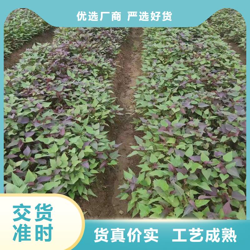 高剪红薯苗供应价格