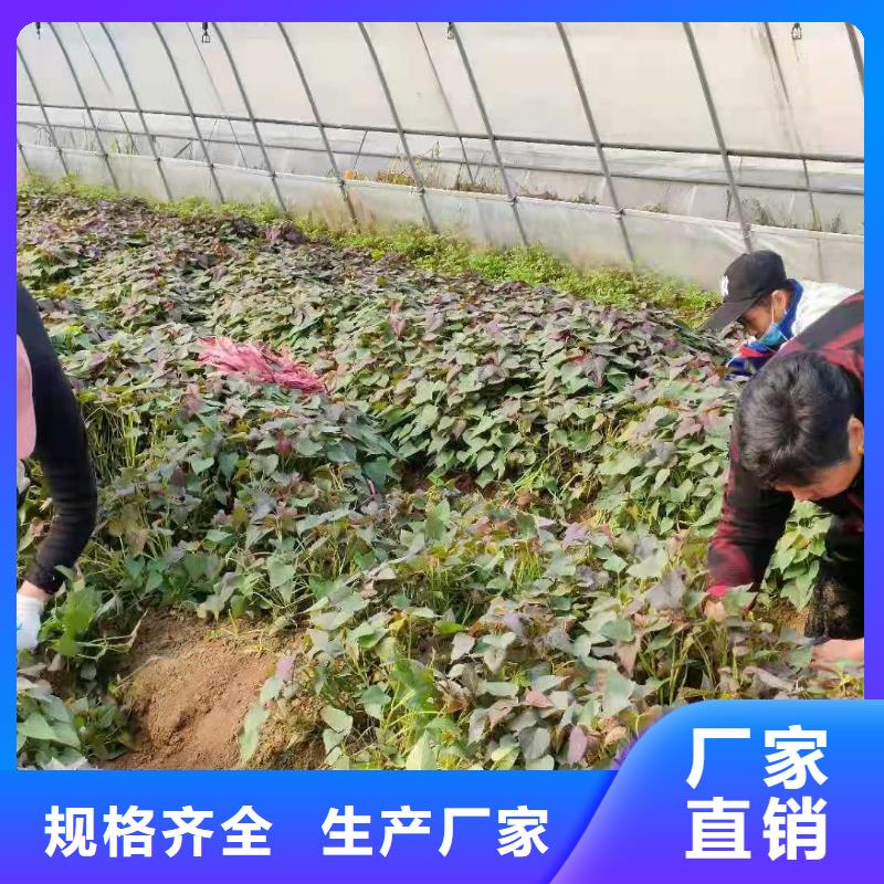 高产红薯苗客户群遍布全国